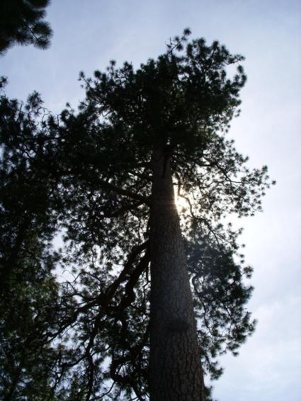 Big Pine June 2008